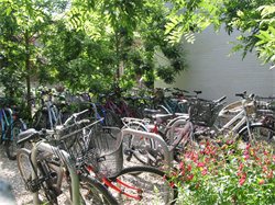 New Hall Bicycle Parking